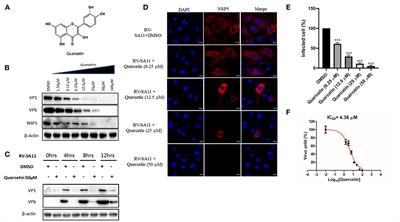 Quercetin, a flavonoid, combats rotavirus infection by deactivating rotavirus-induced pro-survival NF-κB pathway